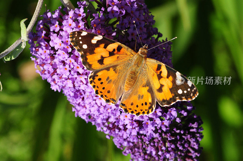 英国，Painted Lady Butterfly